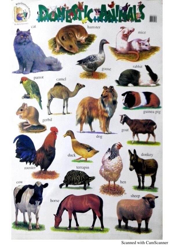 Domestic Animals(Chart)